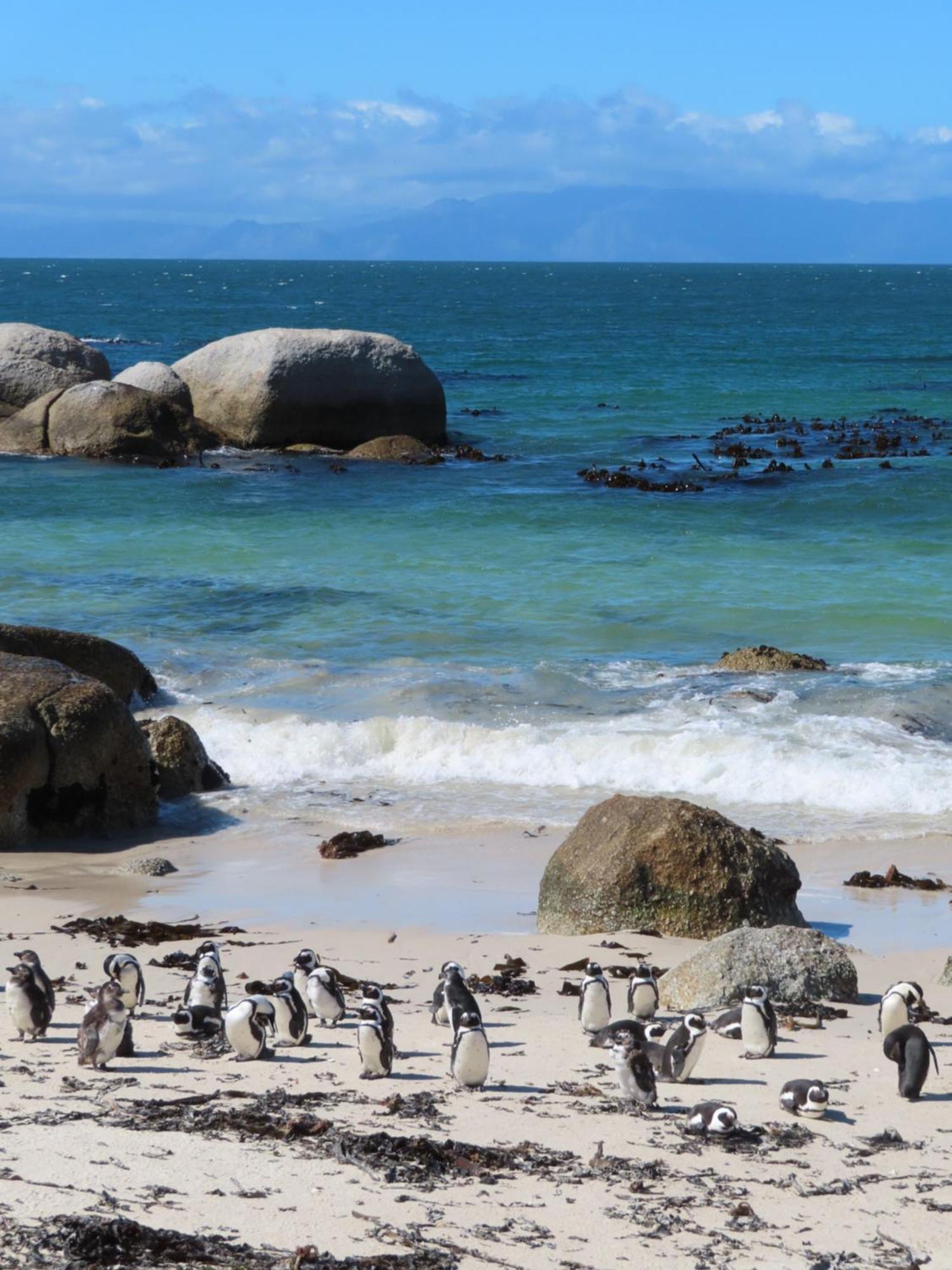 Bonne Esperance, Simon'S Town Lägenhet Exteriör bild