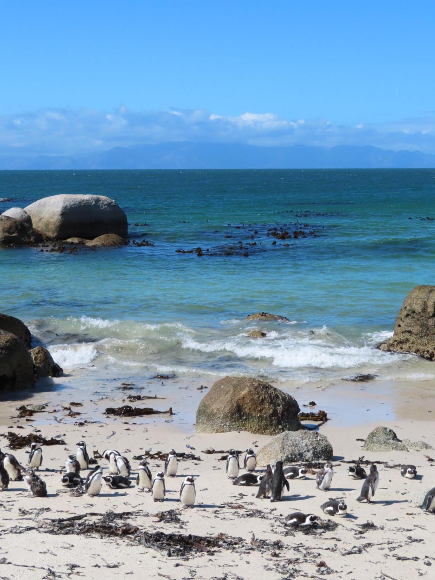 Bonne Esperance, Simon'S Town Lägenhet Exteriör bild